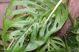 Houseplants