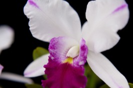 Houseplants