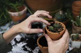 Houseplants