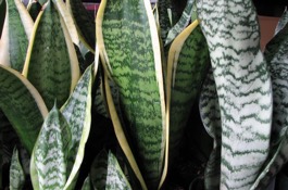 Houseplants