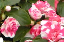 Houseplants