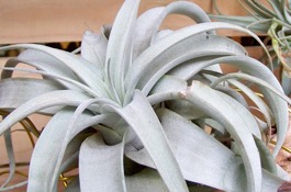 Houseplants