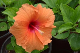 Tender Hibiscus