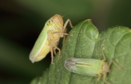 bugs