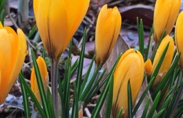 bulbs