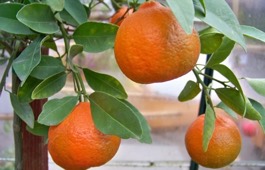 citrus
