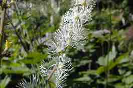 Bugbane