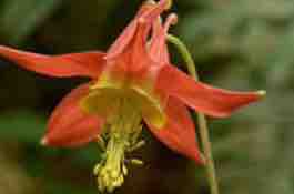 Columbine