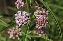 Milkweed