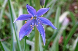 Camassia