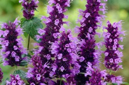 Agastache