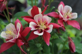 Columbine