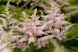 Astilbe