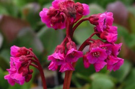 Bergenia