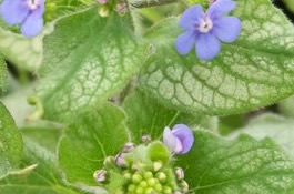 Brunnera