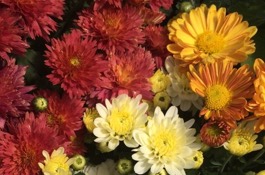 Chrysanthemum