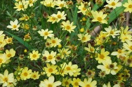 Coreopsis