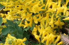 Corydalis