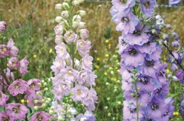 Delphinium