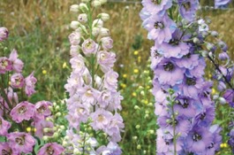 Delphinium