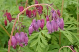 Dicentra