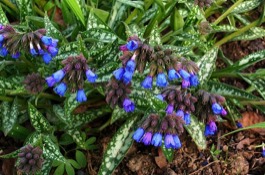 Evergreen Perennials