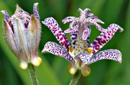 Tricyrtis