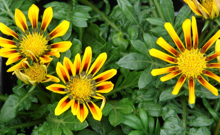 Annuals