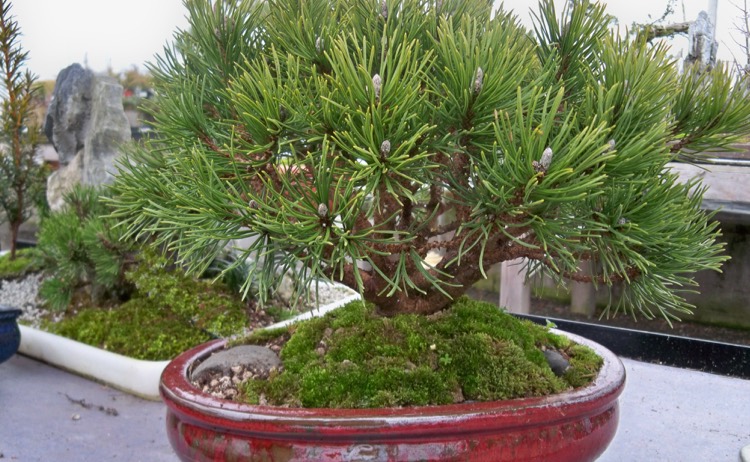 bonsai