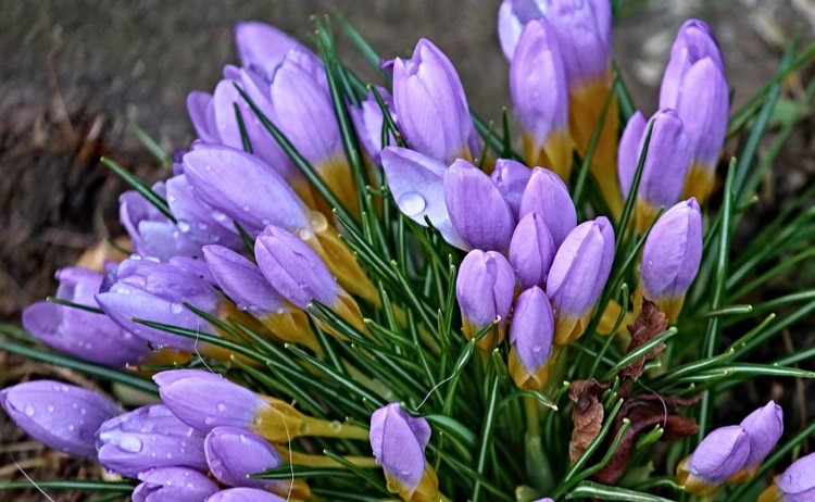 Bulbs