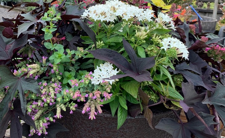 Container Gardening