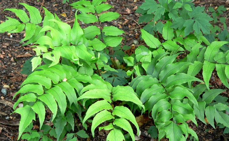 ferns