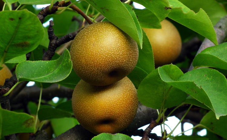 Fruit-trees