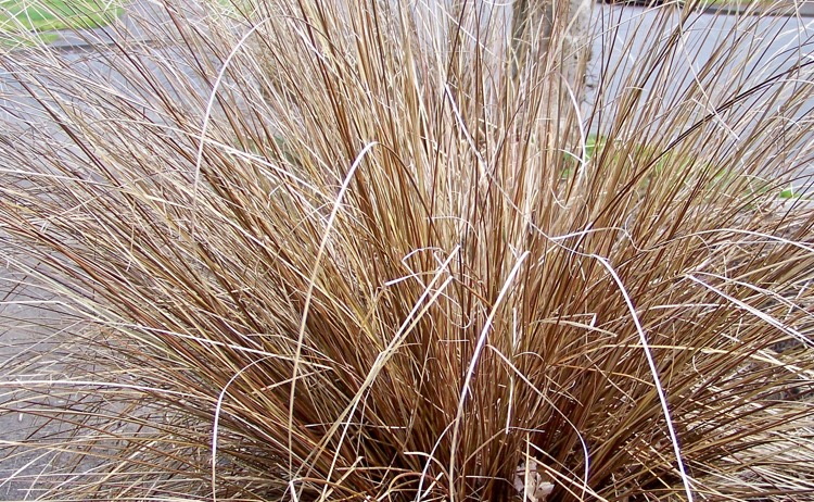 grasses