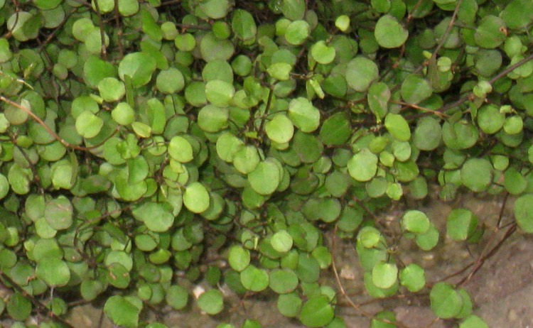 ground covers
