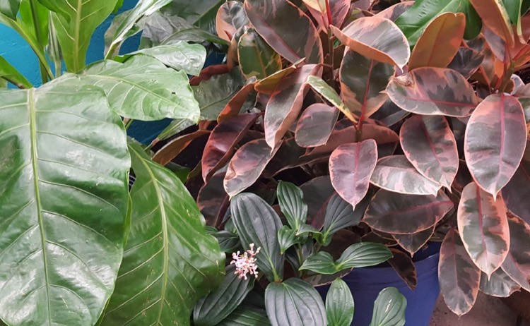 houseplants