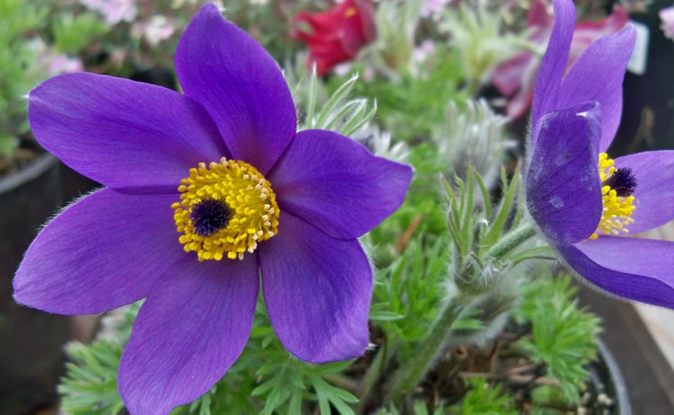 perennials