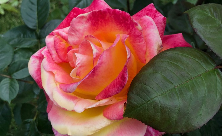 roses
