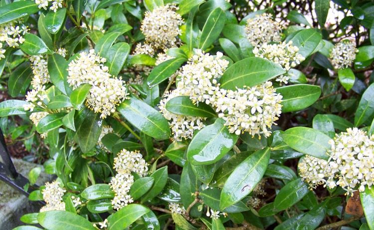 shrubs