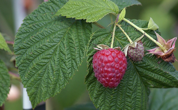 smallfruits