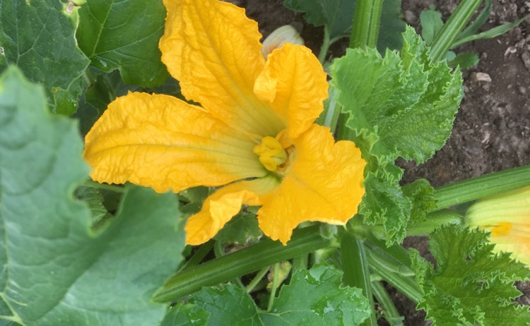 vegetables