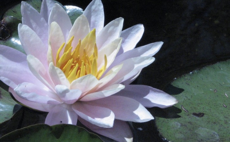 water-plants