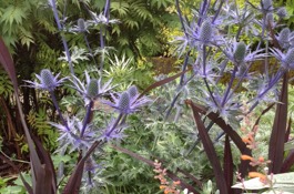 Architectural Plants