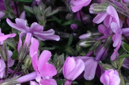 Cascading Perennials