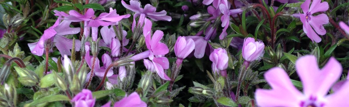 Cascading Perennials