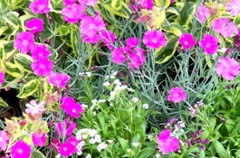 Cottage Garden