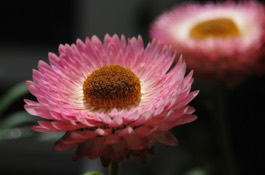 Cut Flower Gardens
