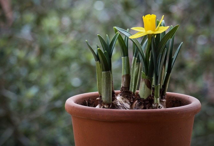 Forcing Bulbs