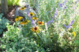 Drought Tolerant Planting