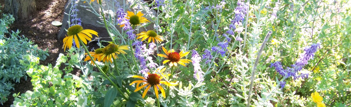 Drought Tolerant Plantings